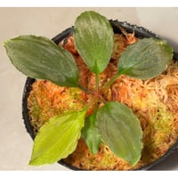 Homalomena sp. Sabah-2 [R1217-01c]