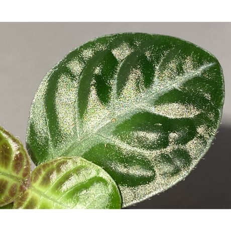Gesneria sp. "Nanga pinoh" Kab. Melawi [TB]