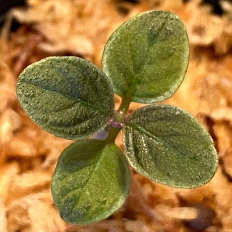 Cosmianthemum bullatum [LA0515-02]