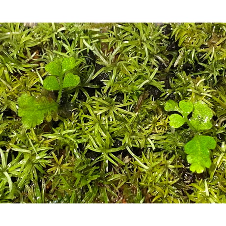 Moss from Ipoh State Malaysia