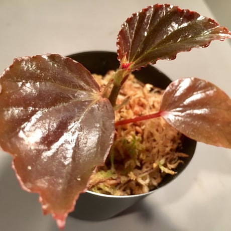 Begonia sp. from Sabah