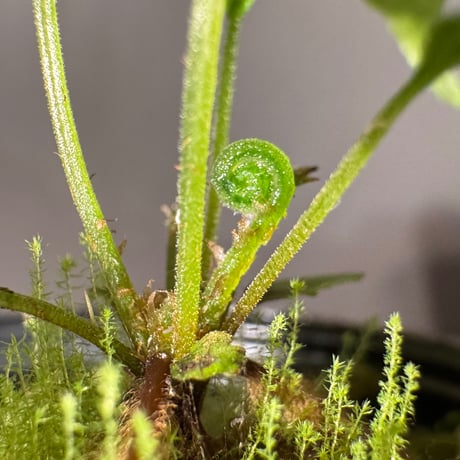 Thelypteris pinnatifida from Colombia [LA0316-03]