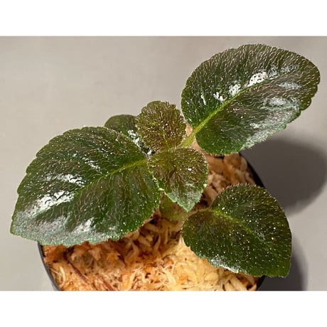 Unknown from Iquitos Peru [tanakay]