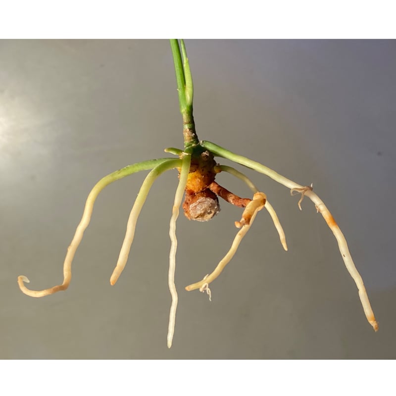アリダルム　　LA0121-01zタグ付き Aglaonema pictum LA0121-01z-b 【公式通販】