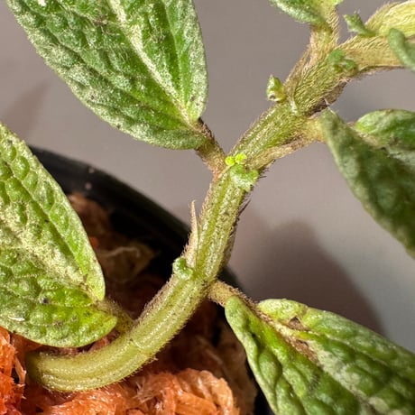Elatostema sp. from Kapuas hulu West Kalimantan