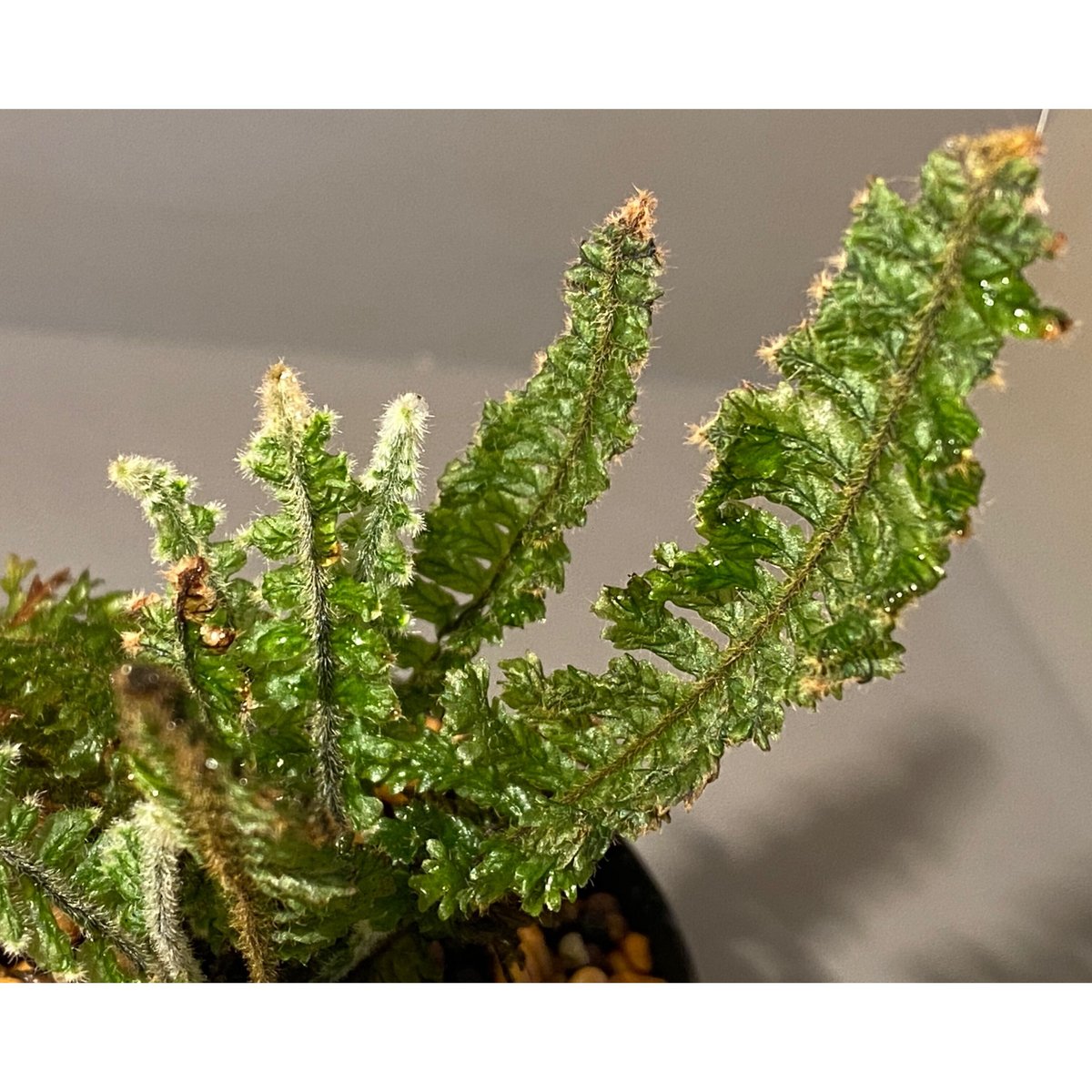 Trichomanes sp. from Iquitos Peru [tanakay] | M
