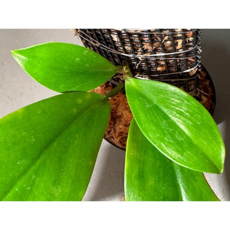 Rhaphidophora sp. from Trat Thailand