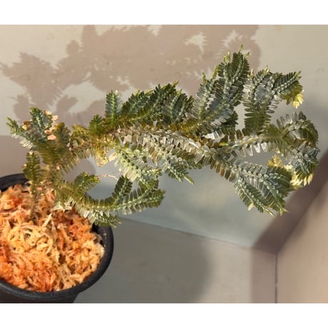Selaginella sp. from Ngabang West Kalimantan