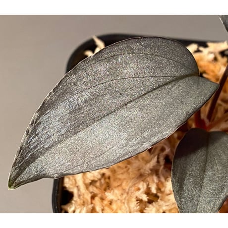 Homalomena sp."赤鉄鉱” from Kepulauan Riau [SGP import] KZT ②