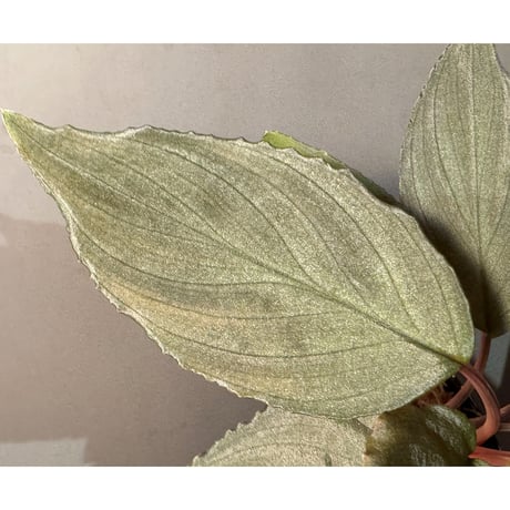 Homalomena sp. "Amber Velvet" from Kepulauan Riau