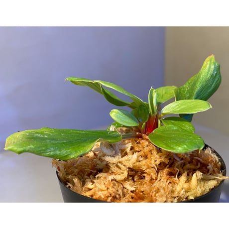 Homalomena sp. [LA0317-z-r]