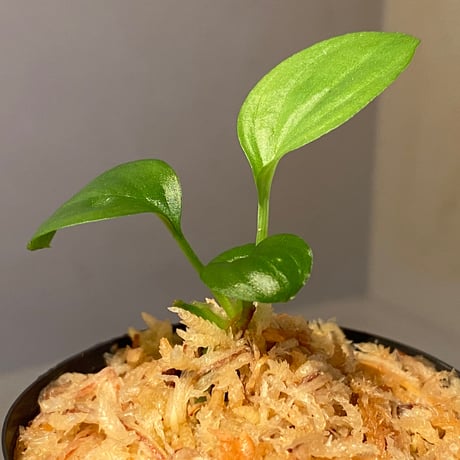 Homalomena sp. "Kayu Lapis" White Kal-barat [TB]