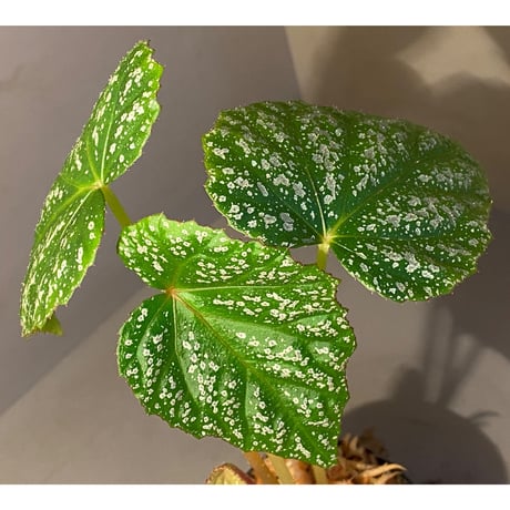 Begonia sp. from Na Hang [YH1118] TK