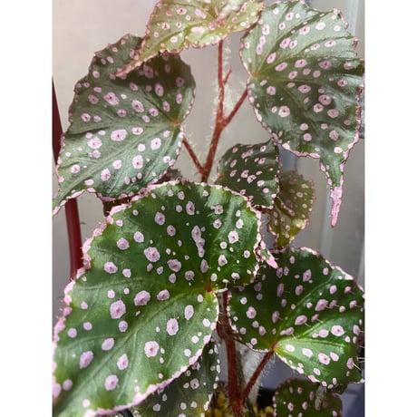 Begonia sp. from Muara Wahau [TB]