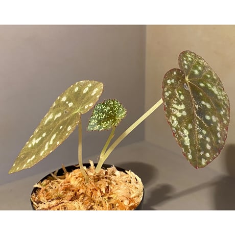 Begonia variabilis from Khao Luan Thailand [TK]