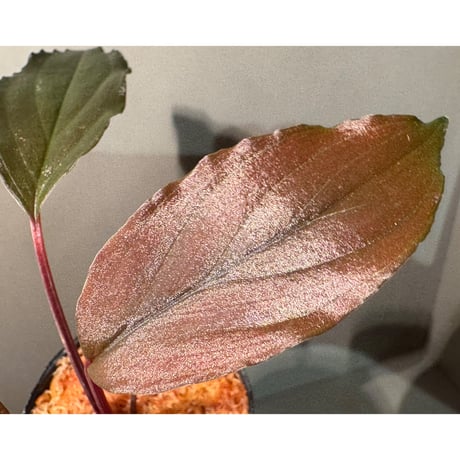 Homalomena sp. "Neon Purple" from Malaysia ①