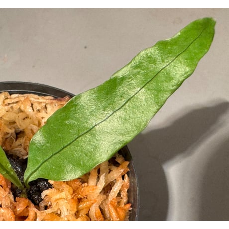 Microsorium sp. from Trat Thailand