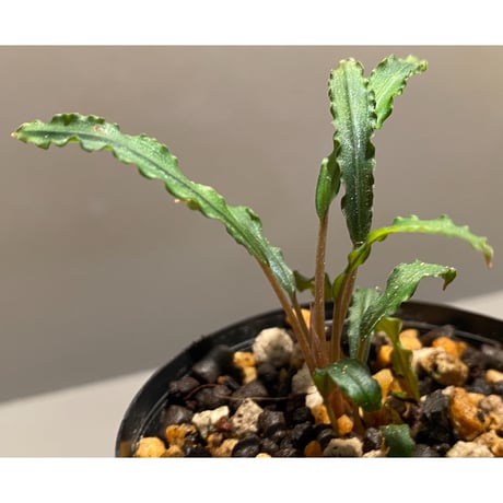 Bucephalandra sp. "Mangat" [MF0417-2A]