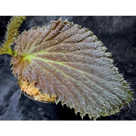 Begonia sp. from Kapuas hulu