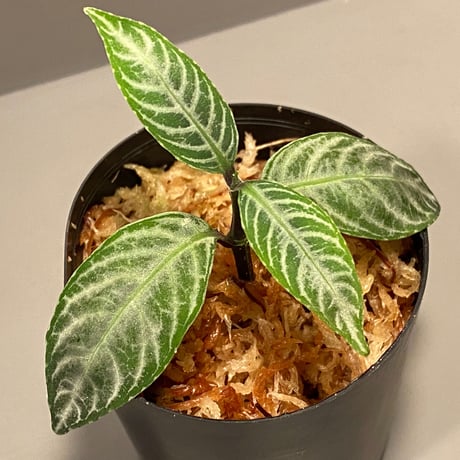 Acanthaceae gen. from Selangor alt 400 [TK050315]