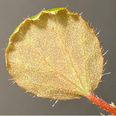 Begonia blancii