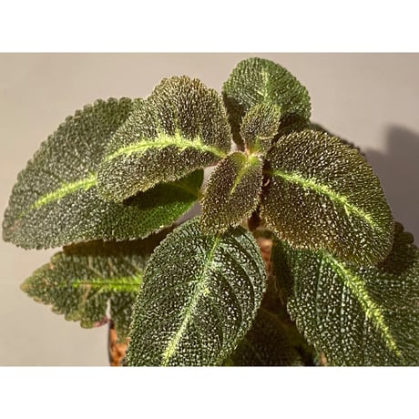 Episcia sp. from Basco Ecuador