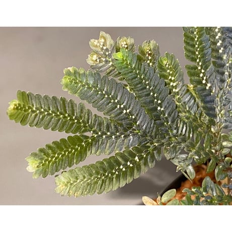Selaginella picta