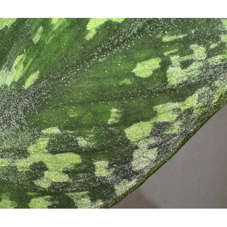 Scindapsus sp. "Dragon scale"