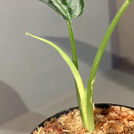 Schismatoglottis sp. from Chaina [カミハタ]