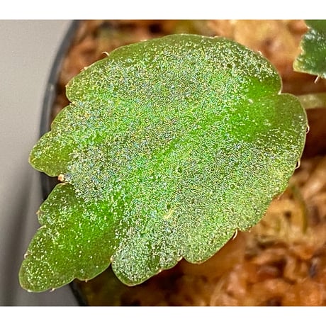 Begonia '煉獄-壱' [LA hyb.-f1-01]
