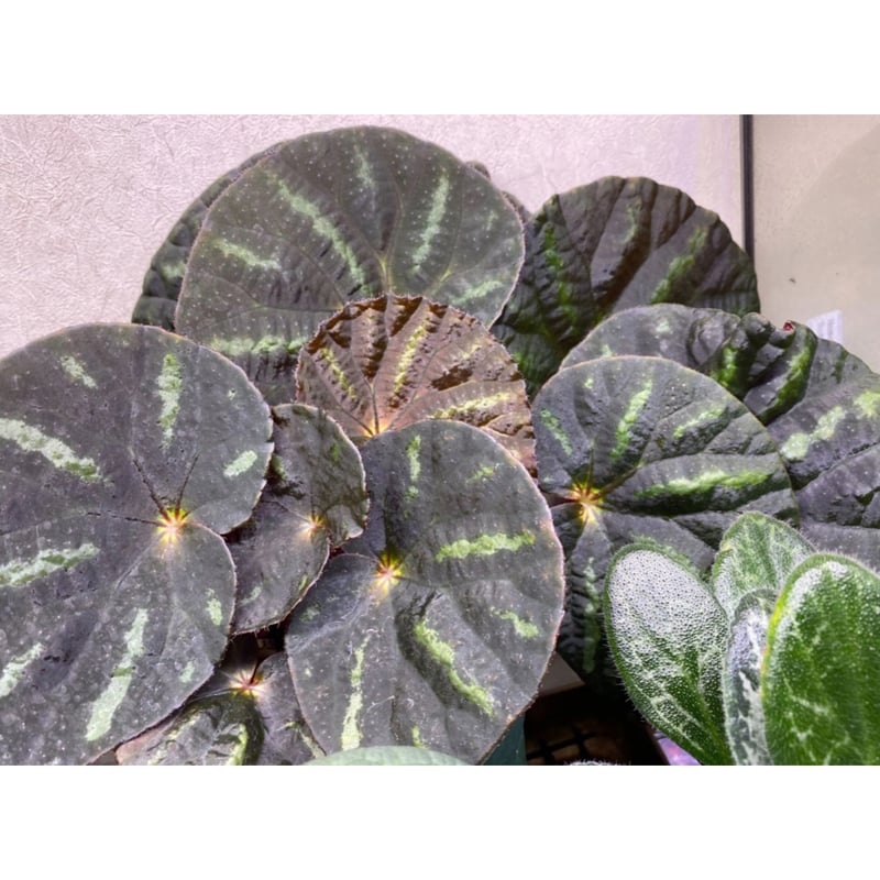 Begonia sp. from Cao Bang [YH251019] TK | M・R・G・R
