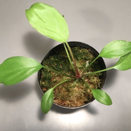 Homalomena sp. from Riau