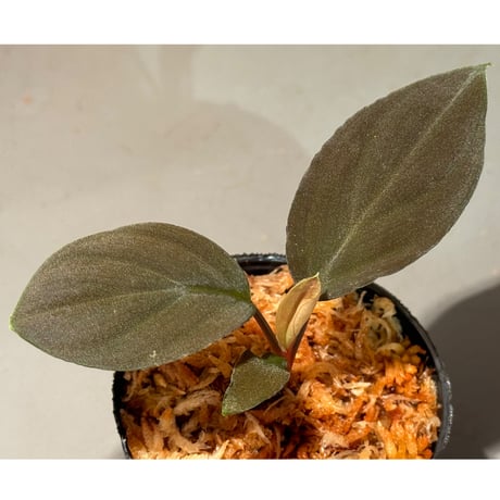 Homalomena sp. "Red leaf" from Kalbar [AZ0823-2]
