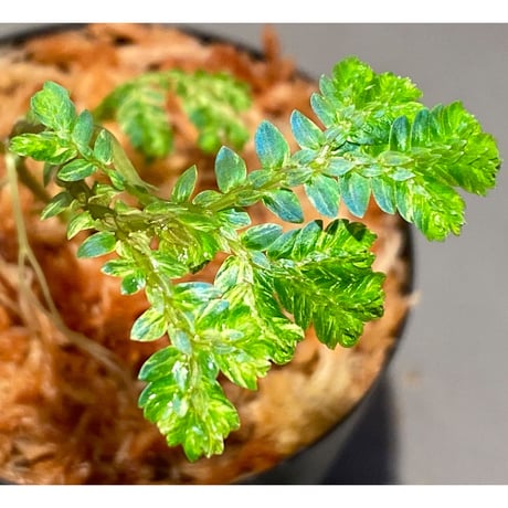 Selaginella willdenowii "variegata" 伊藤蟻植物農園