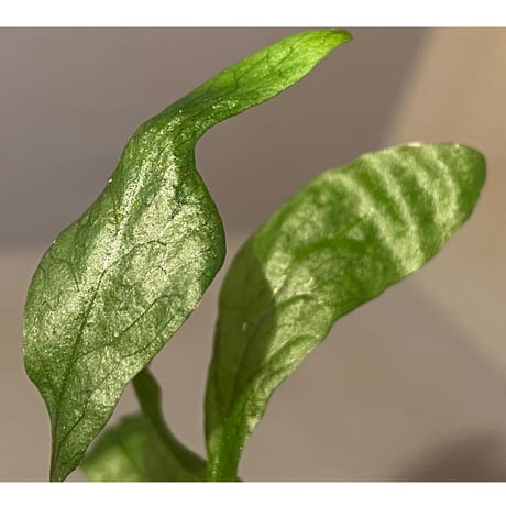 Micrmsorium sp. from Laos②