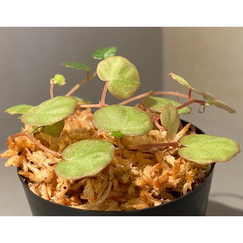 Begonia lichenora (sp.Mini) from Kalimantan Sar