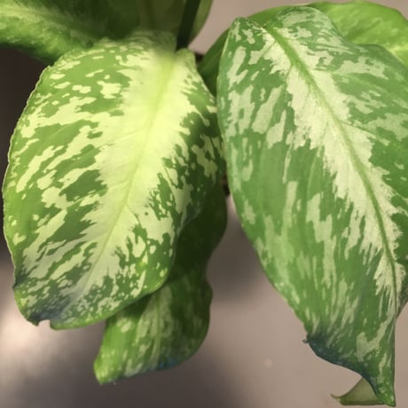 Schismatoglottis Rongisupata from West Kalimantan [KN]