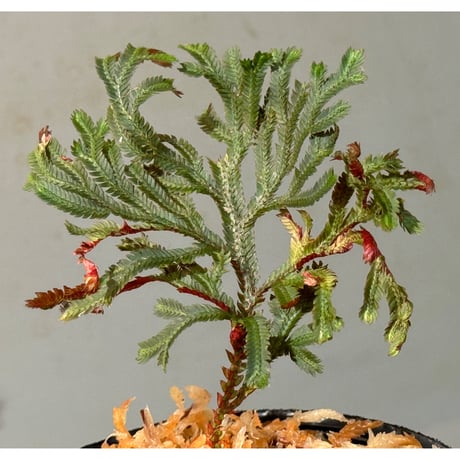 Selaginella erythropus