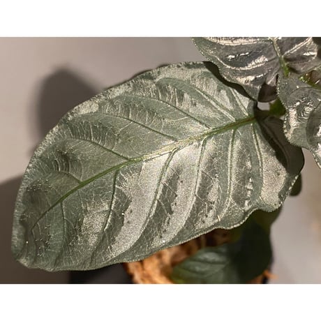 Ophiorriza sp. "鋼" from Aceh Selatan [HW0816-03]