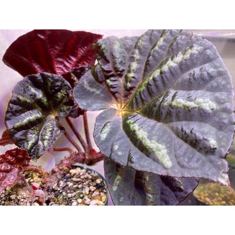 Begonia sp. from Cao Bang [YH251019] TK