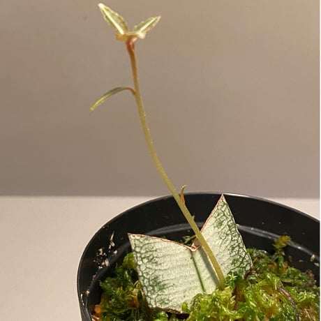 Labisia sp. from Hulu kapuas Kalimantan barat