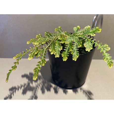 Selaginella sp. from Iquitos Peru [tanakay]