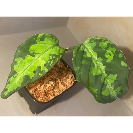 Aglaonema pictum tricolor DFS from Sumatera Barat [AZ0912-1]