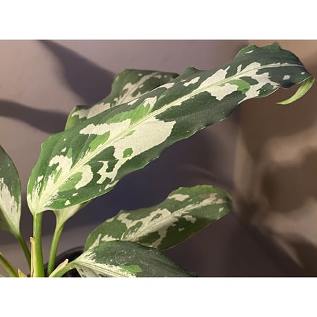 Aglaonema pictum tricolor "妖鳥" from Aceh sumatera [LA0313-00]