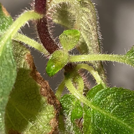 Cyrtandra sp. "Sabah-6" [R0515-03a]