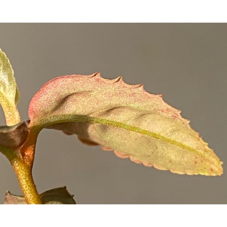 Labisia sp. from Riau sumatera