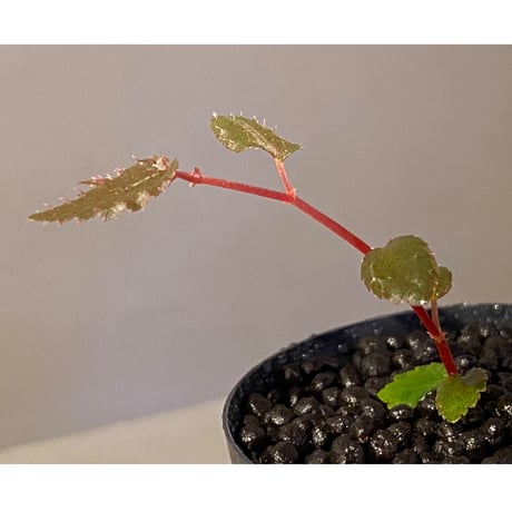 Begonia pteridiformis from Thailand