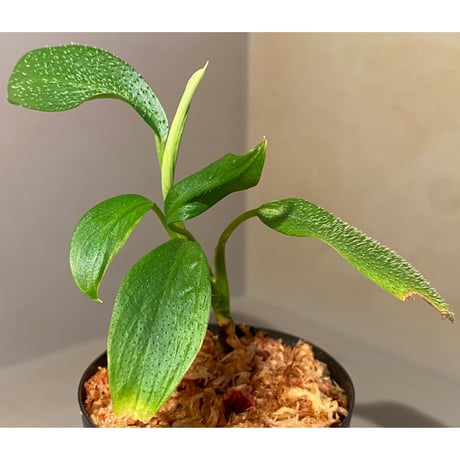 Homalomena hasei "狐尾" from Aceh sumatera [LA0616-04]