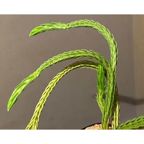 Phlegmariurus carinatus from Aimas, Sorong, West Papua 伊藤蟻植物農園