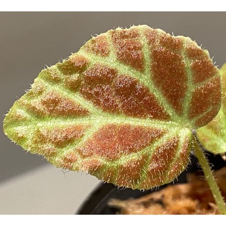Begonia sp . from Sumpur [TK031117]